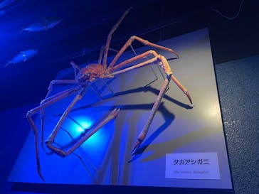 世界淡水魚園水族館　アクア・トトぎふに投稿された画像（2024/11/17）