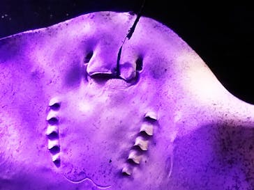 大分マリーンパレス水族館 「うみたまご」に投稿された画像（2024/11/17）