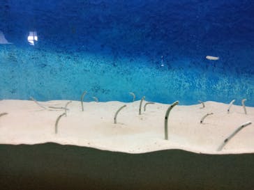 大分マリーンパレス水族館 「うみたまご」に投稿された画像（2024/11/17）