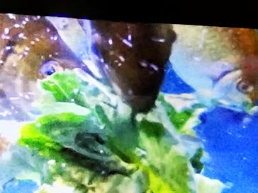 大分マリーンパレス水族館 「うみたまご」に投稿された画像（2024/11/17）