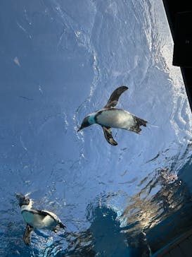 サンシャイン水族館に投稿された画像（2024/11/17）