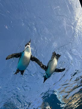 サンシャイン水族館に投稿された画像（2024/11/17）