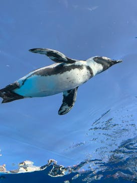 サンシャイン水族館に投稿された画像（2024/11/17）