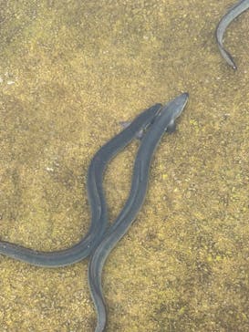 戸村川魚店　香取本店に投稿された画像（2024/11/17）