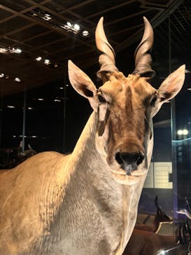 国立科学博物館に投稿された画像（2024/11/17）