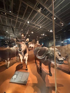 国立科学博物館に投稿された画像（2024/11/17）