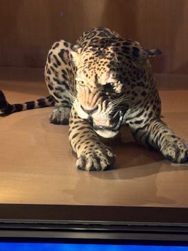 国立科学博物館に投稿された画像（2024/11/17）