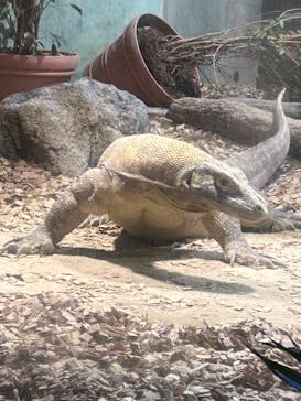 名古屋市東山動植物園に投稿された画像（2024/11/17）