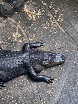 名古屋市東山動植物園に投稿された画像（2024/11/17）