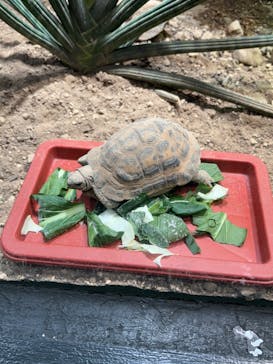 サンシャイン水族館に投稿された画像（2024/11/17）
