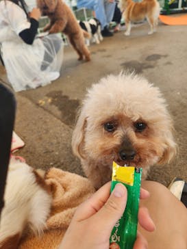 IPCわんわん動物園に投稿された画像（2024/11/17）