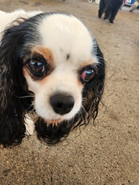 IPCわんわん動物園に投稿された画像（2024/11/17）