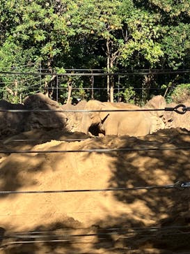 恩賜上野動物園に投稿された画像（2024/11/17）