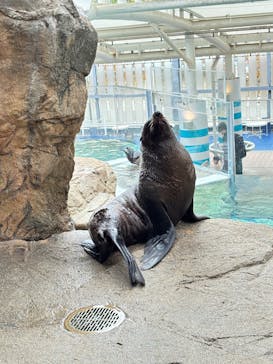 京都鉄道博物館×京都水族館に投稿された画像（2024/11/17）
