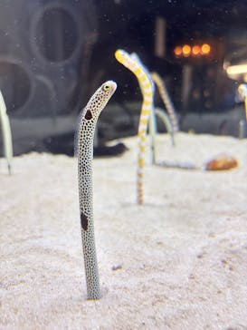 京都鉄道博物館×京都水族館に投稿された画像（2024/11/17）