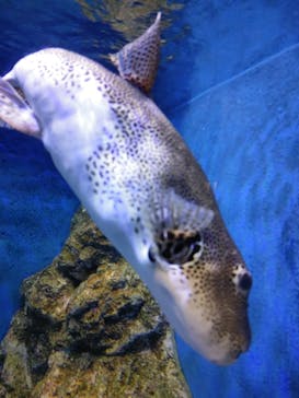 竹島水族館に投稿された画像（2024/11/17）