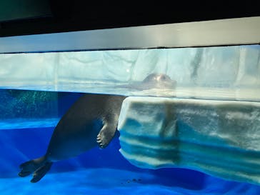サンシャイン水族館に投稿された画像（2024/11/17）