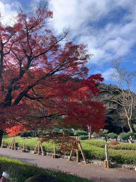 修善寺虹の郷に投稿された画像（2024/11/17）