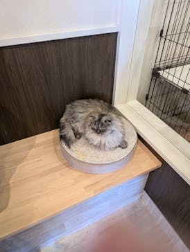 つくばわんわんランドに投稿された画像（2024/11/17）