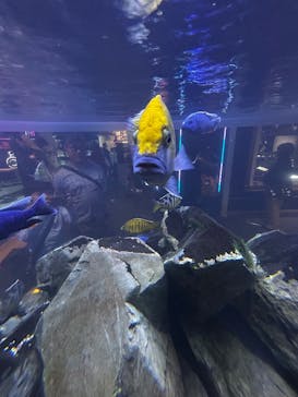 AQUARIUM × ART　atoaに投稿された画像（2024/11/17）