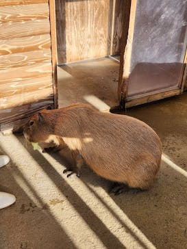 新江ノ島水族館に投稿された画像（2024/11/17）