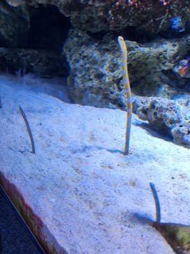 新江ノ島水族館に投稿された画像（2024/11/17）