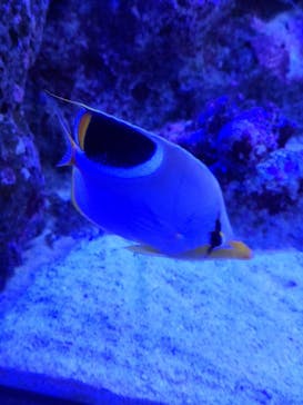 新江ノ島水族館に投稿された画像（2024/11/17）