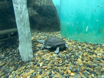 しながわ水族館に投稿された画像（2024/11/17）