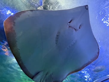 しながわ水族館に投稿された画像（2024/11/17）