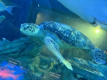 しながわ水族館に投稿された画像（2024/11/17）