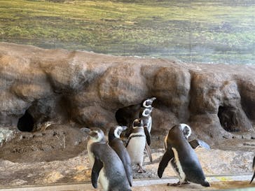 しながわ水族館に投稿された画像（2024/11/17）