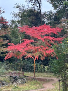 ムーミンバレーパークに投稿された画像（2024/11/17）