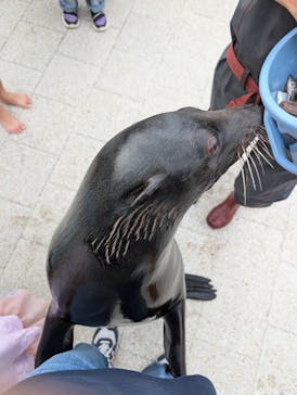 大分マリーンパレス水族館 「うみたまご」に投稿された画像（2024/11/17）