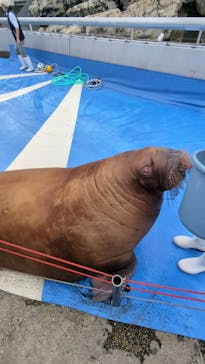 大分マリーンパレス水族館 「うみたまご」に投稿された画像（2024/11/17）