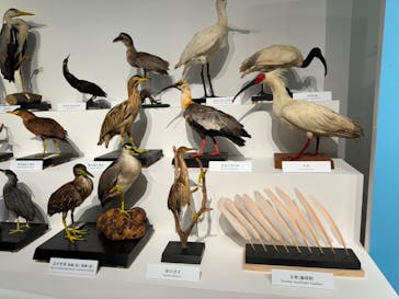 特別展「鳥 ～ゲノム解析が解き明かす新しい鳥類の系統～」国立科学博物館に投稿された画像（2024/11/17）