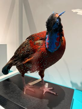 特別展「鳥 ～ゲノム解析が解き明かす新しい鳥類の系統～」国立科学博物館に投稿された画像（2024/11/17）