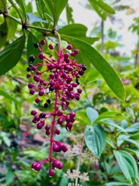 御菓子御殿　名護店　やんばる亜熱帯の森DINO恐竜PARKに投稿された画像（2024/11/17）