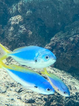葛西臨海水族園に投稿された画像（2024/11/17）