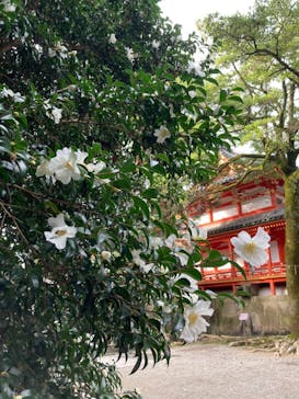 京阪電車に投稿された画像（2024/11/17）