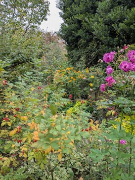 横浜イングリッシュガーデンに投稿された画像（2024/11/17）