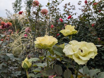 横浜イングリッシュガーデンに投稿された画像（2024/11/17）