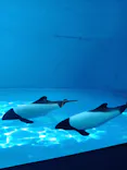 仙台うみの杜水族館に投稿された画像（2024/11/17）