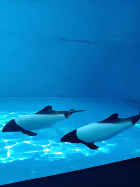 仙台うみの杜水族館に投稿された画像（2024/11/17）