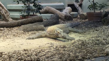 名古屋市東山動植物園に投稿された画像（2024/11/17）