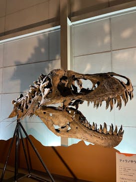 巨大恐竜展2024に投稿された画像（2024/11/17）