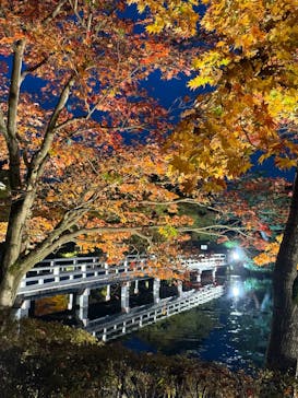 国営昭和記念公園 秋の夜散歩に投稿された画像（2024/11/17）