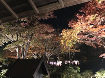 国営昭和記念公園 秋の夜散歩に投稿された画像（2024/11/17）