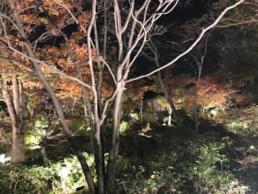 国営昭和記念公園 秋の夜散歩に投稿された画像（2024/11/17）