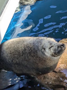 しながわ水族館に投稿された画像（2024/11/17）
