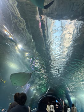 マクセル アクアパーク品川に投稿された画像（2024/11/17）